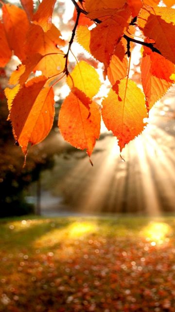 Sunshine From Leaves Autumun iPhone Wallpaper iphoneswallpapers com