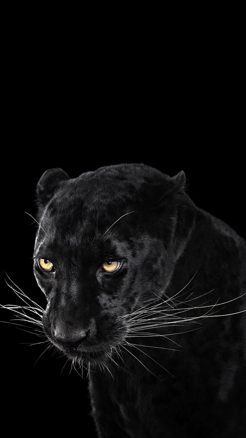 Black Panther Wallpaper iPhone Wallpaper iphoneswallpapers com