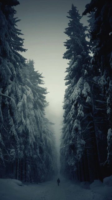 Snow Forest Lonely Walk iPhone Wallpaper
