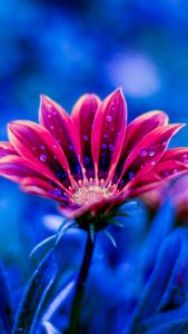 Amoled Flower HD iPhone Wallpaper