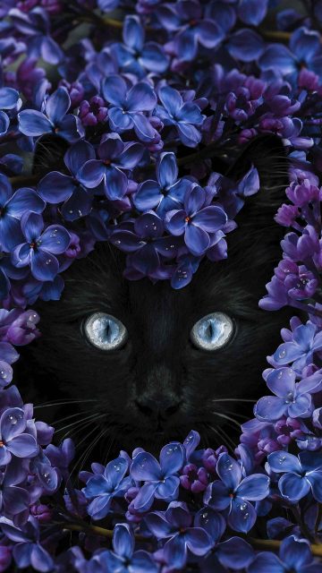 Black Cat Flowers iPhone Wallpaper