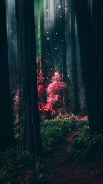 Magical Forest iPhone Wallpaper