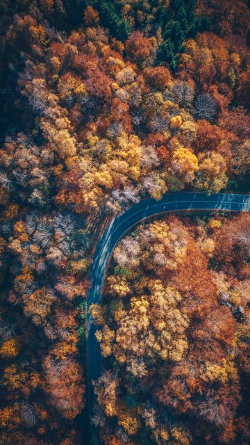 Autumn Nature Road Aerial View iPhone Wallpaper