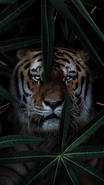Wild Tiger iPhone Wallpaper