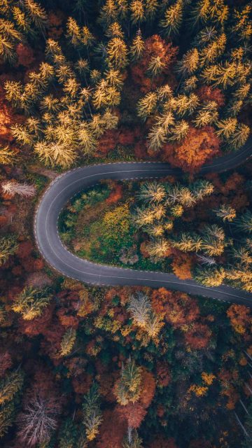 U Road Autumn Forest Aerial View iPhone Wallpaper