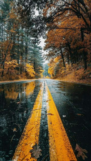 Autumn Wet Road iPhone Wallpaper