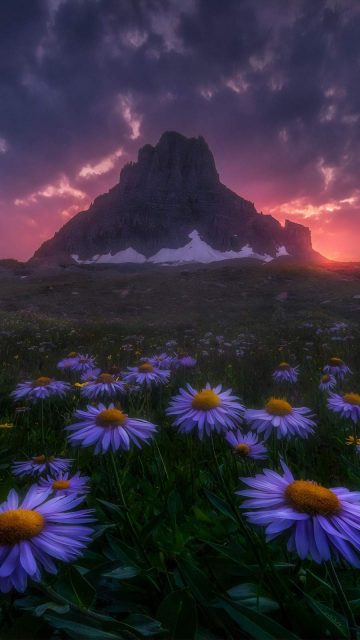 Flowers Field Beautiful Mountain iPhone Wallpaper