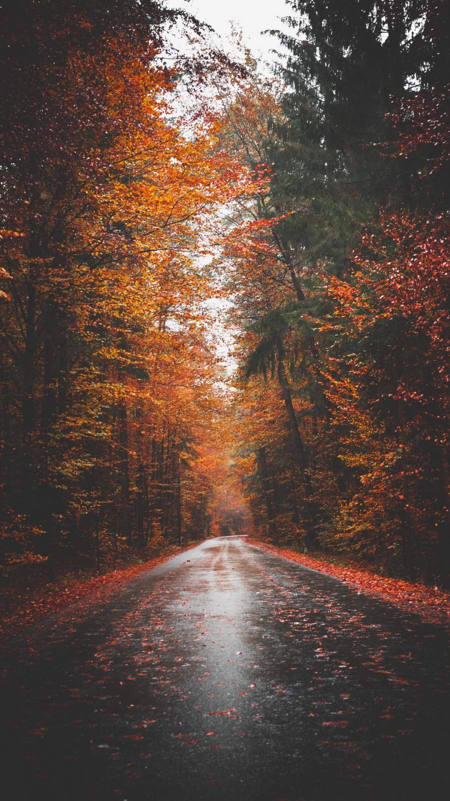Autumn Forest Road iPhone Wallpaper