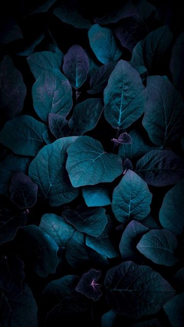 Foliage iPhone Wallpaper