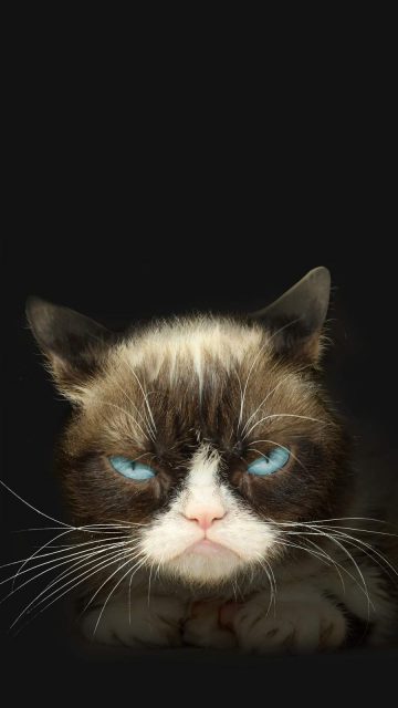 Grumpy Cat iPhone Wallpaper