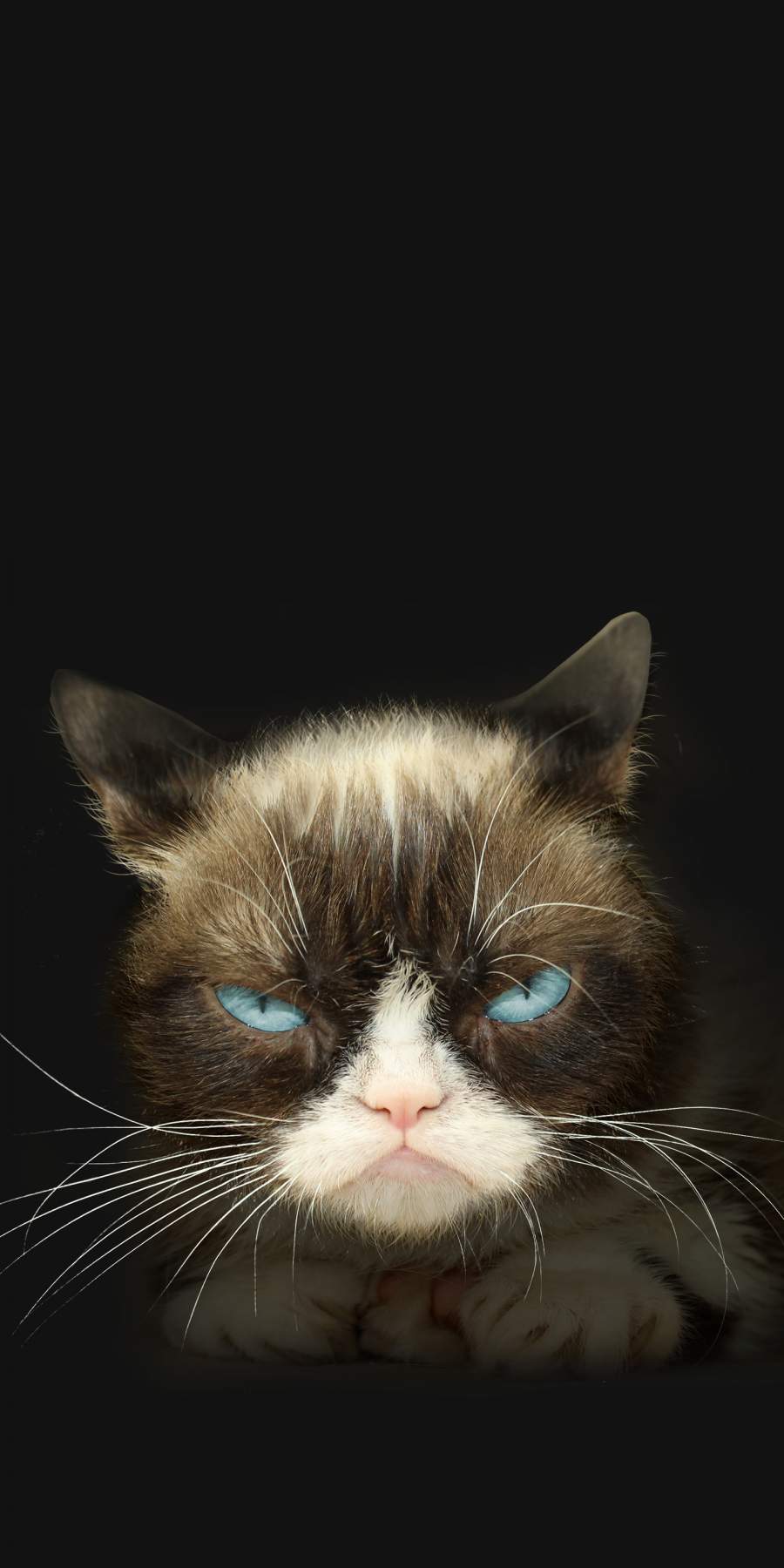 Grumpy Cat Wallpapers  Top 35 Best Grumpy Cat Wallpapers Download