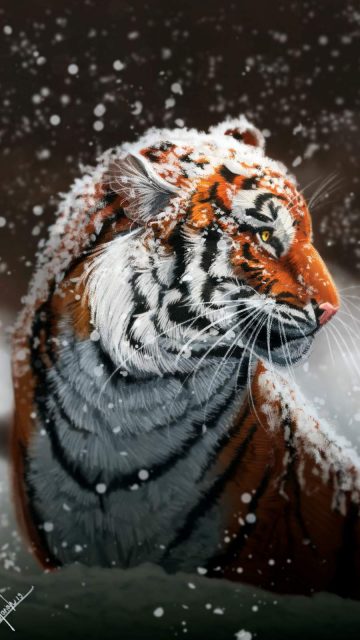 Siberian Tiger iPhone Wallpaper