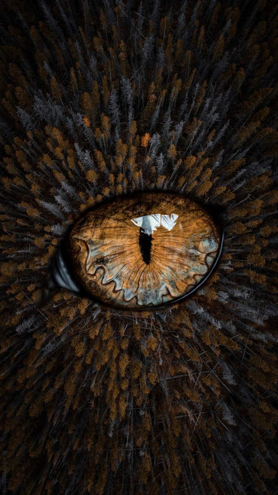Eye in the Forest iPhone Wallpaper