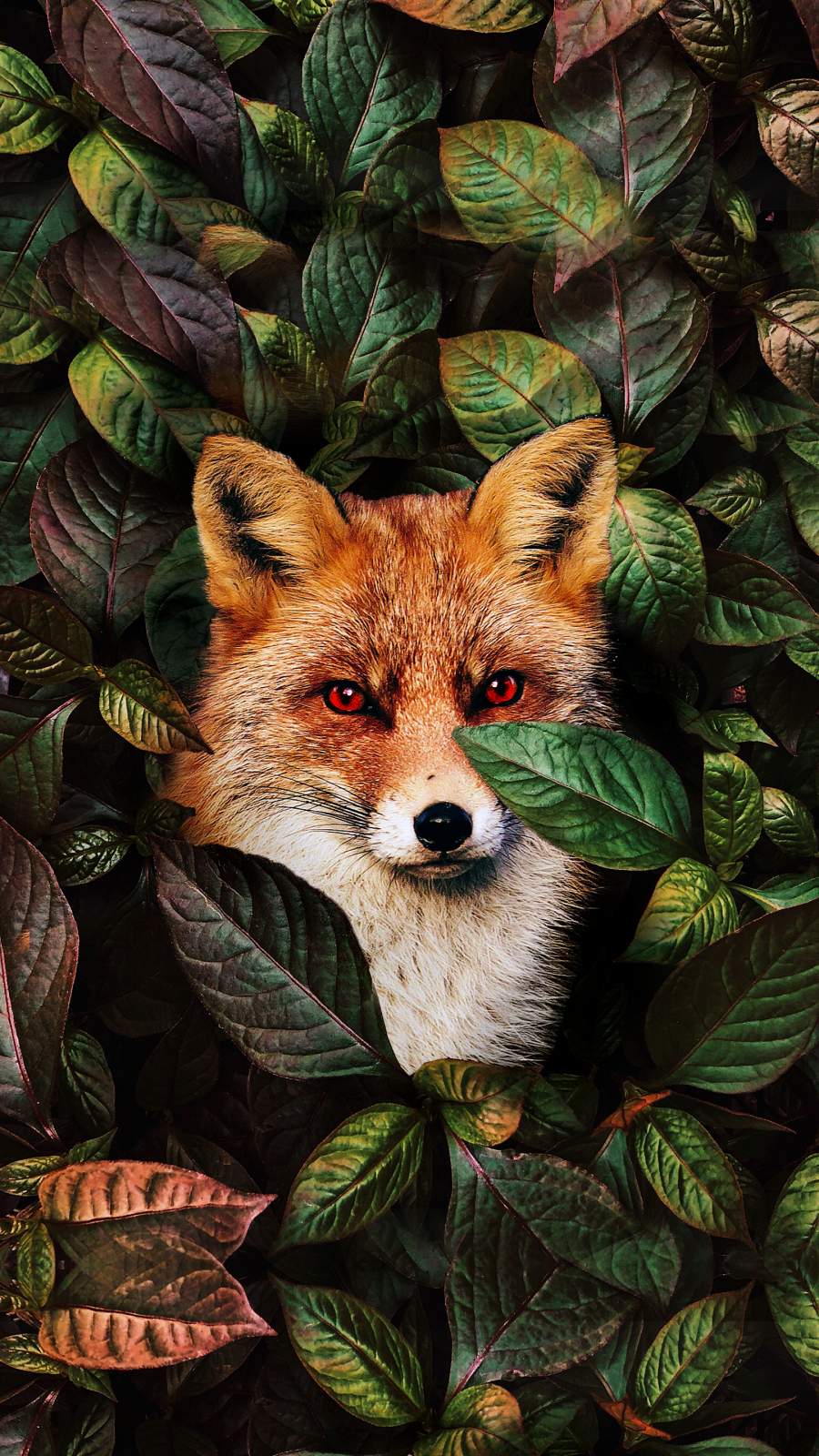 Resting Fox wallpaper  Artwork  Ubuntu MATE Community