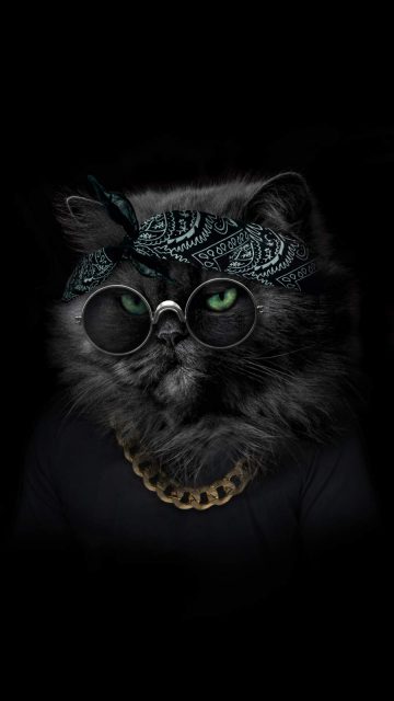 Gangster Kitten iPhone Wallpaper