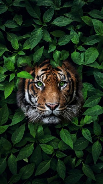 Green Eyes Tiger iPhone Wallpaper