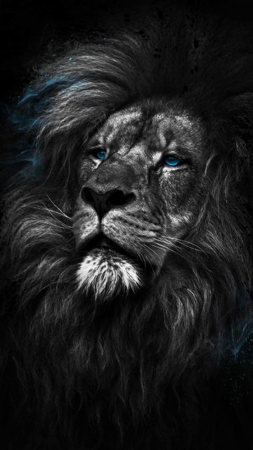 King of the Jungle iPhone Wallpaper