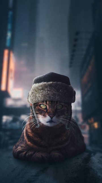 Russian Cat iPhone Wallpaper