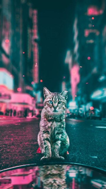 Cat in the City iPhone Wallpaper