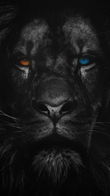 Heterochromia Lion iPhone Wallpaper