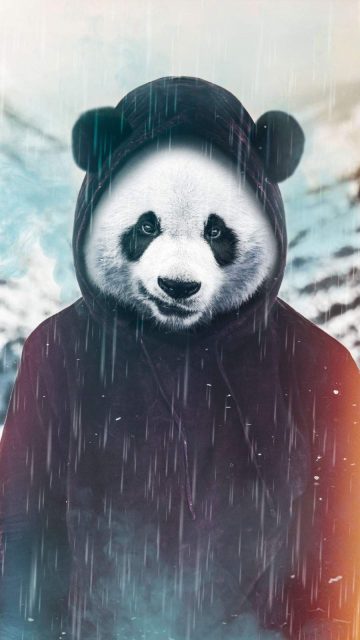 The Panda iPhone Wallpaper