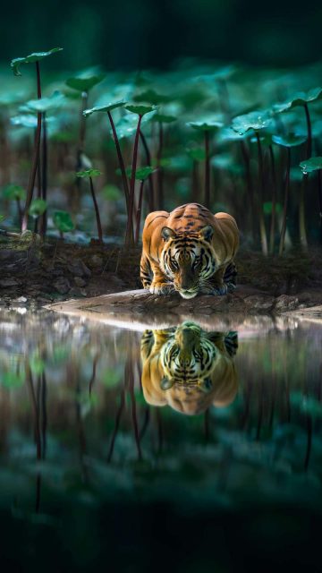 Tiger Reflection in Water iPhone Wallpaper