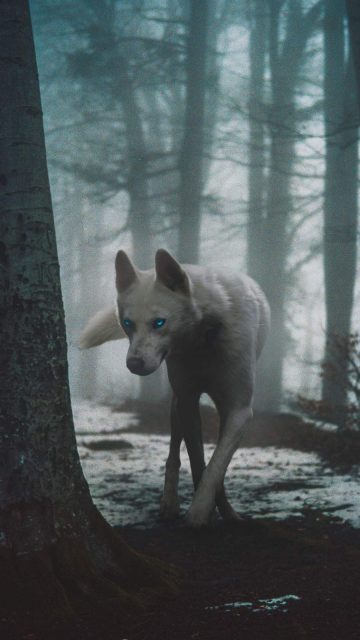 White Wolf iPhone Wallpaper