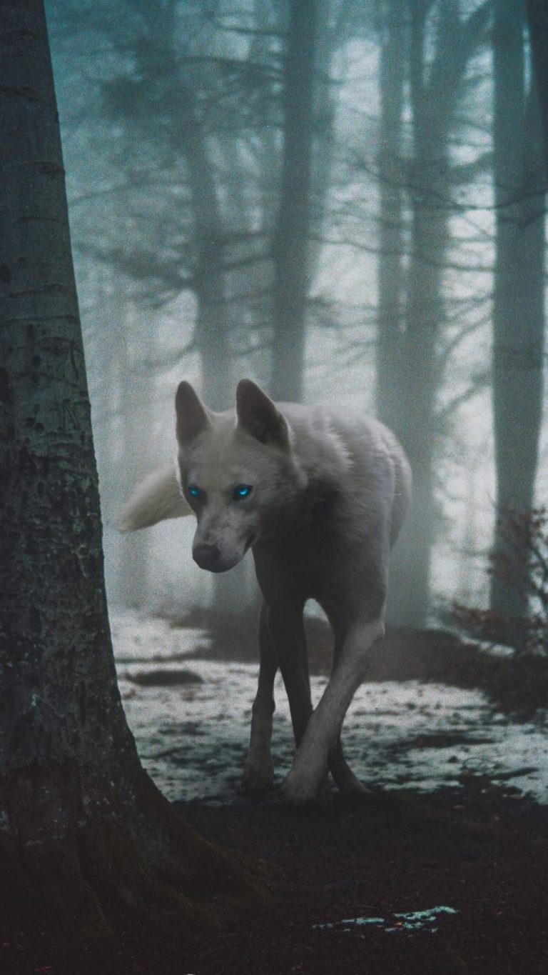 White Wolf IPhone Wallpaper - IPhone Wallpapers : iPhone Wallpapers