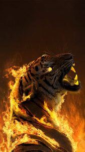 Burning Tiger iPhone Wallpaper - iPhone Wallpapers