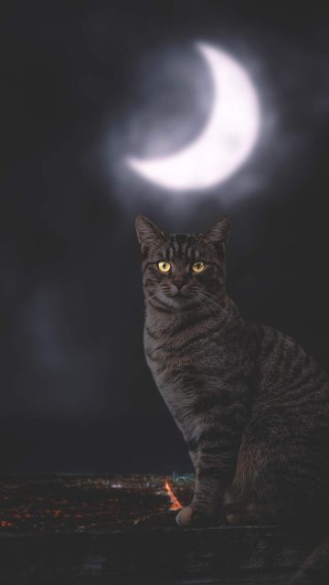 Cat Moon iPhone Wallpaper
