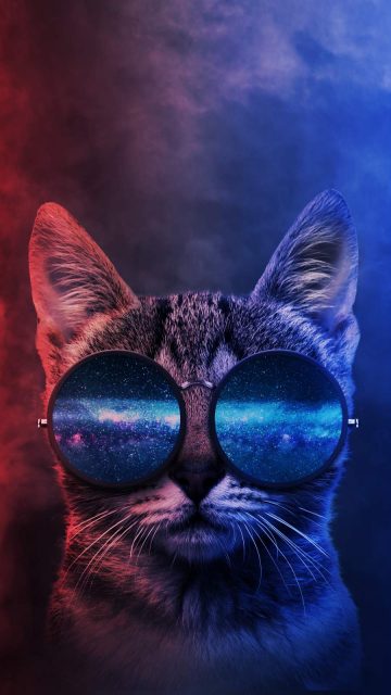 Cool Cat iPhone Wallpaper