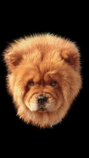 Lion Dog iPhone Wallpaper