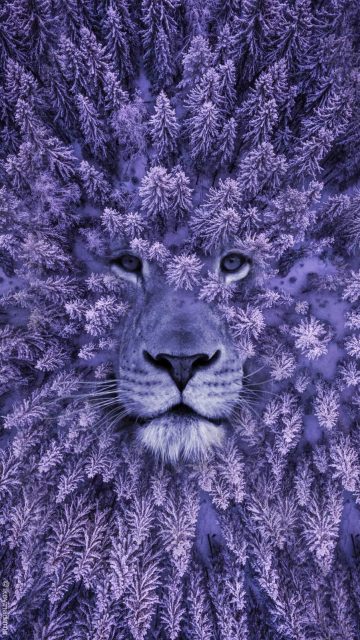 Lion Forest iPhone Wallpaper