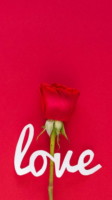 Love Rose iPhone Wallpaper