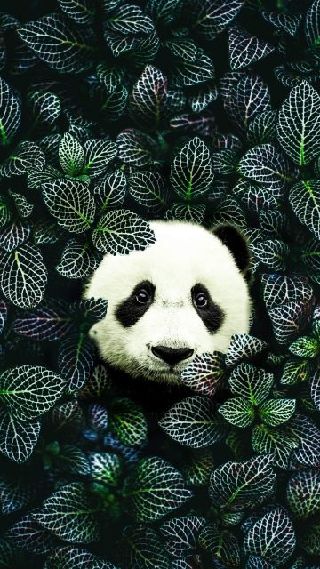 Panda Nature iPhone Wallpaper