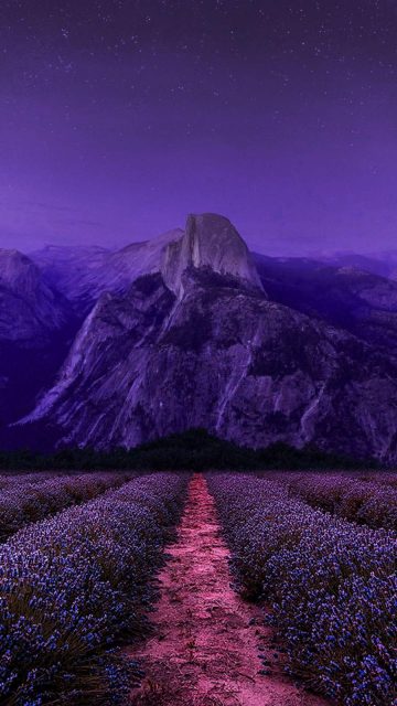 Purple Nature iPhone Wallpaper