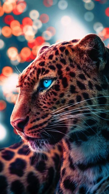 Cheetah Magical Eyes iPhone Wallpaper
