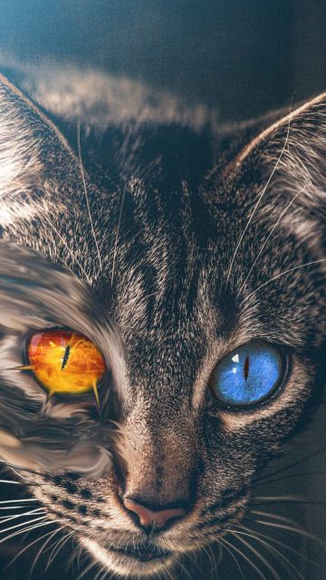 Heterochromia Cat iPhone Wallpaper