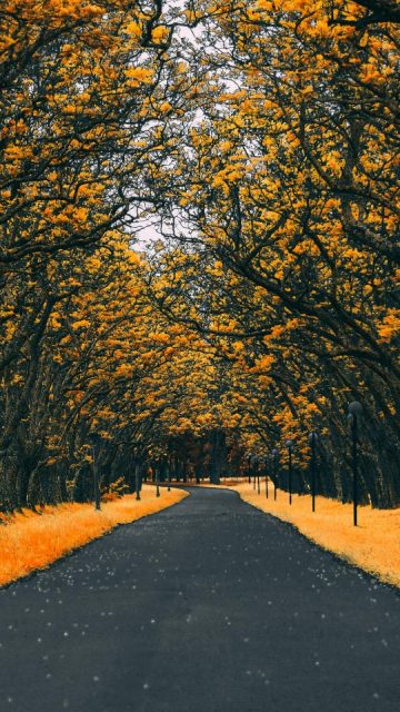 Road Autumn 4K iPhone Wallpaper