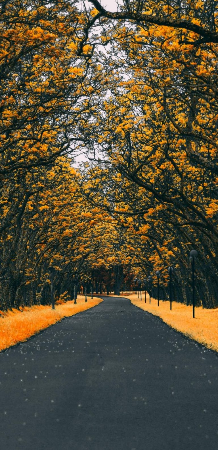 Road Autumn 4K iPhone Wallpaper - iPhone Wallpapers