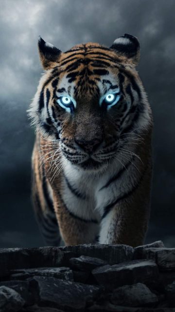 The Alpha Tiger iPhone Wallpaper