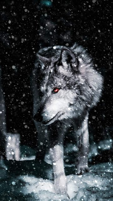 Alpha Wolf iPhone Wallpaper