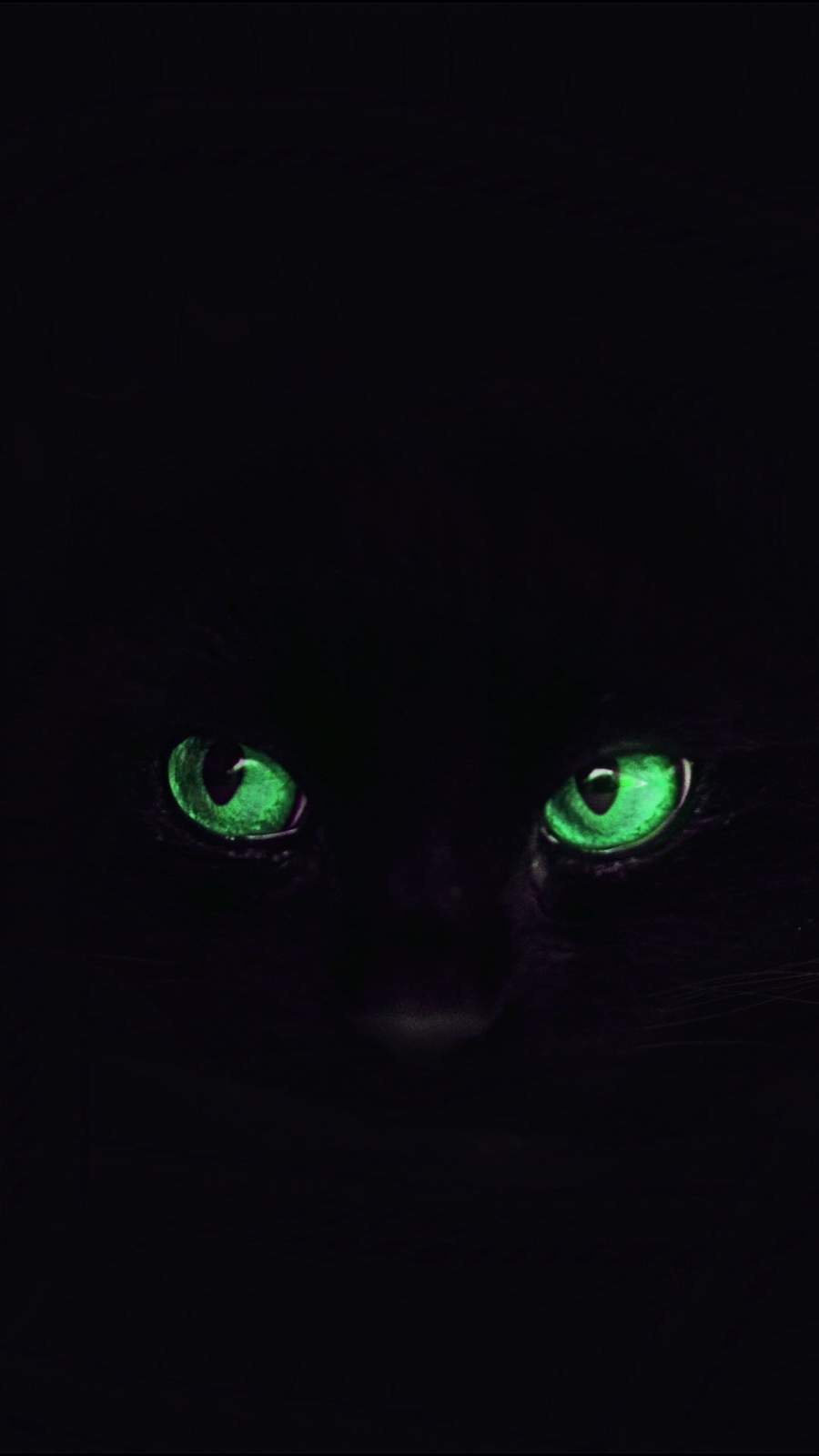 Black Cat Eyes IPhone Wallpaper - IPhone Wallpapers : iPhone Wallpapers