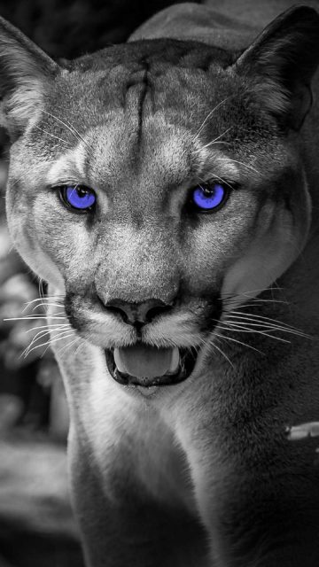 Cougar iPhone Wallpaper