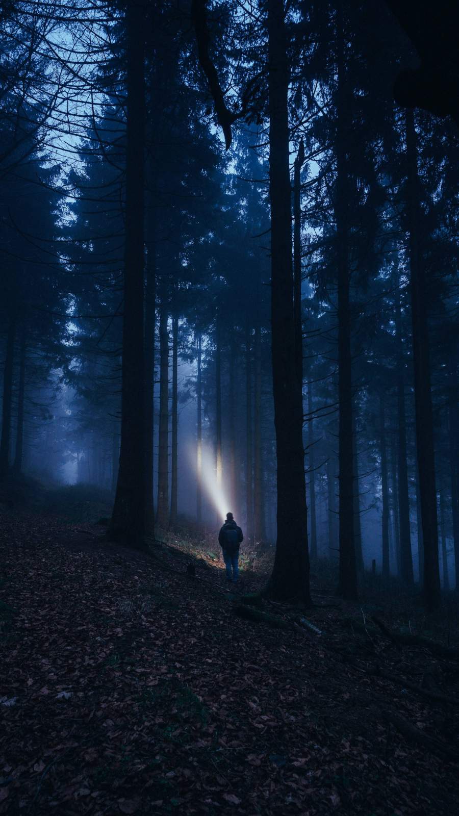 Dark Forest iPhone Wallpaper » iPhone Wallpapers