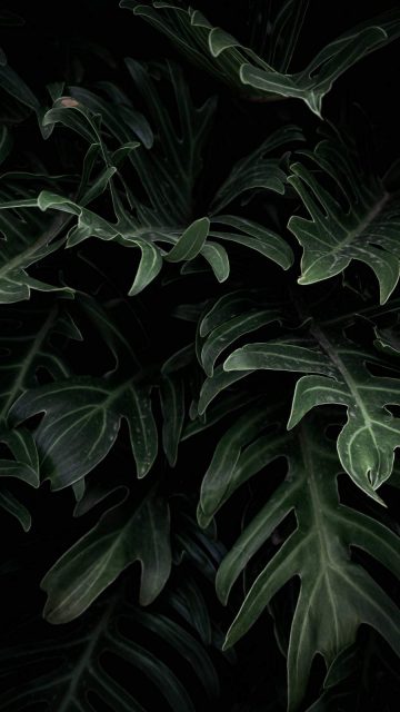 Foliage iPhone Wallpaper