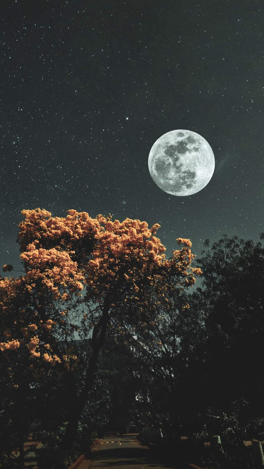 Moon Stars and Trees iPhone Wallpaper