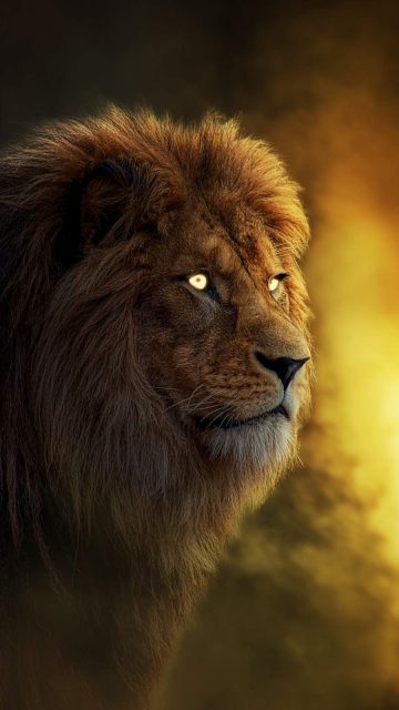 THE KING LION iPhone Wallpaper