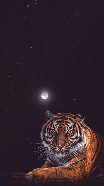 Tiger Moon iPhone Wallpaper