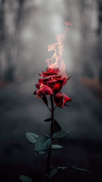 Burning Rose iPhone Wallpaper